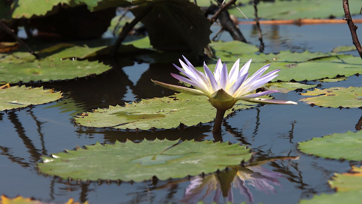 Eine Seerose schwimmt auf Wasse.