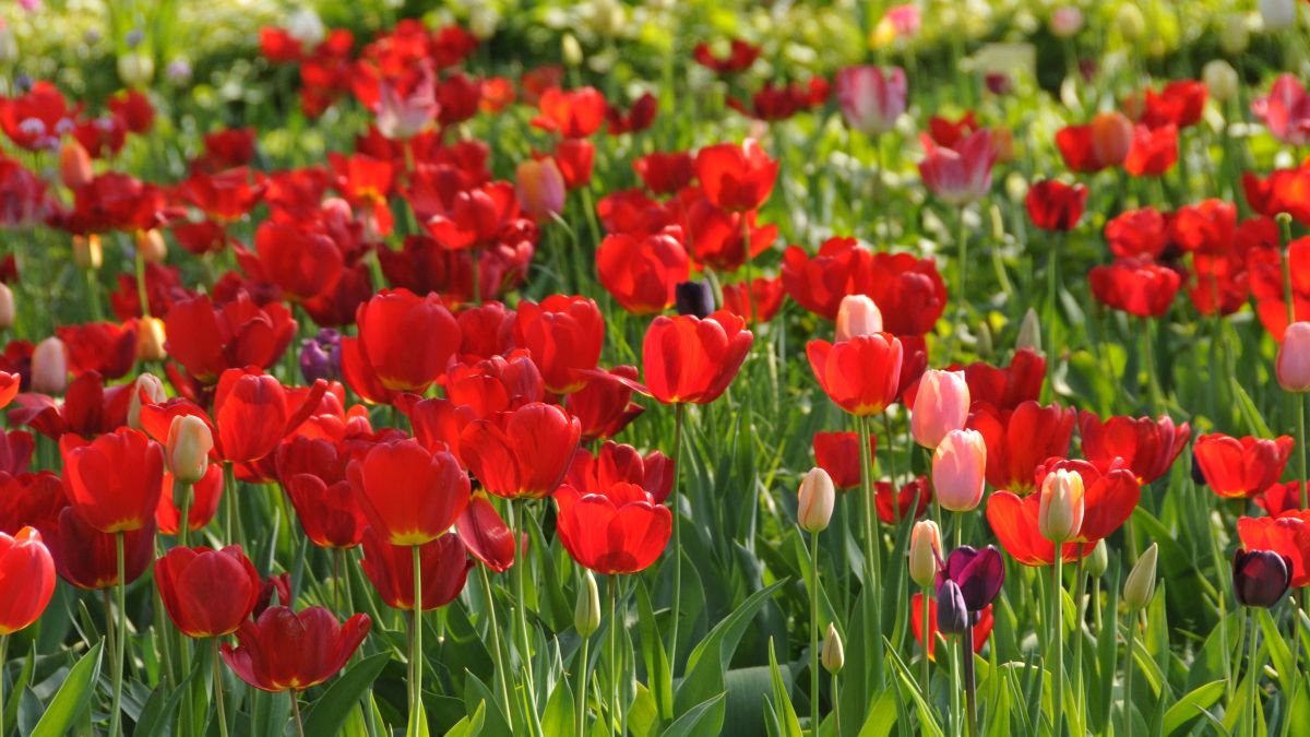 Ein Tulpenfeld