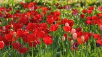 Ein Tulpenfeld