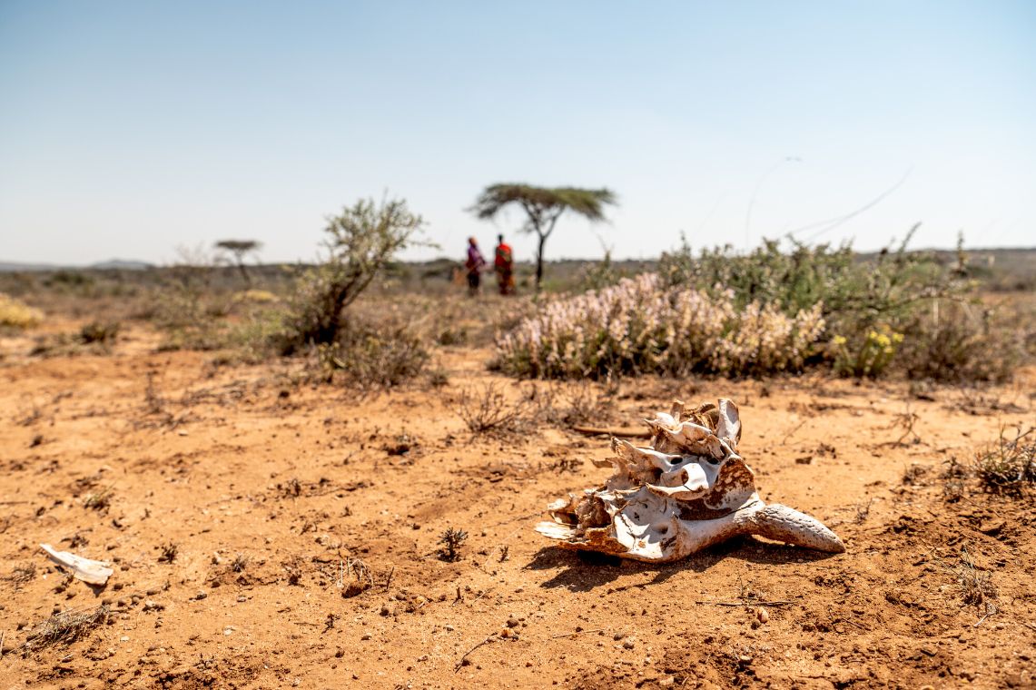 Ein Tierschädel liegt auf dem gelben Boden einer trockenen, spärlich bewachsenen Landschaft. In der Ferne gehen zwei Frauen.