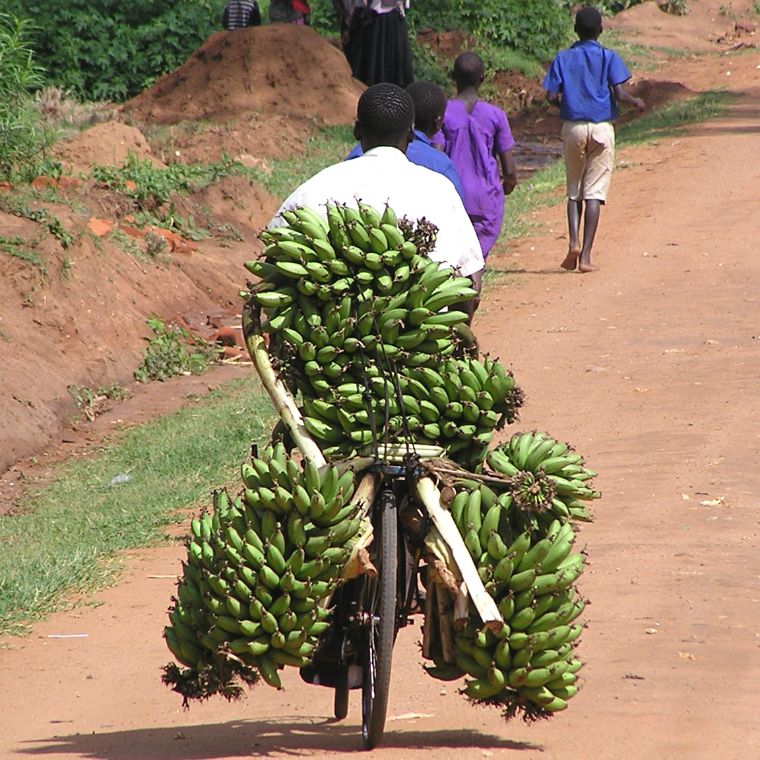 Ein Mann fährt mit dem Fahrrad über eine unbefestigte Straße. Der Gepäckträger und das Hinterrad sind mit Bananen vollgepackt.