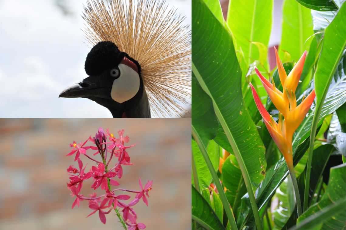 Typische Tiere und Pflanzen aus Ruanda