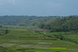 Eine Teeplantage in Ruanda