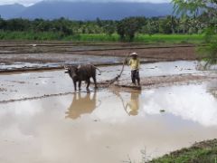 Ein Reisbauer bearbeitet ein Feld mit einem Ochsen.