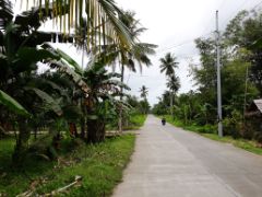 Eine asphaltierte Straße führt an Palmen vorbei.